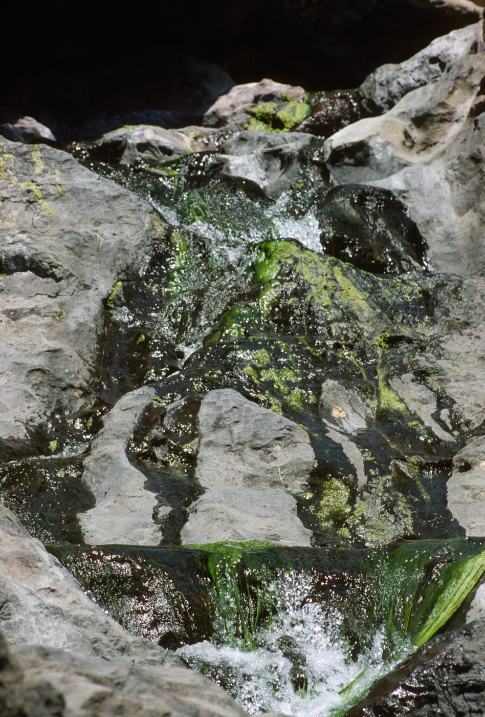 La Cascada, Santa Cruz Island