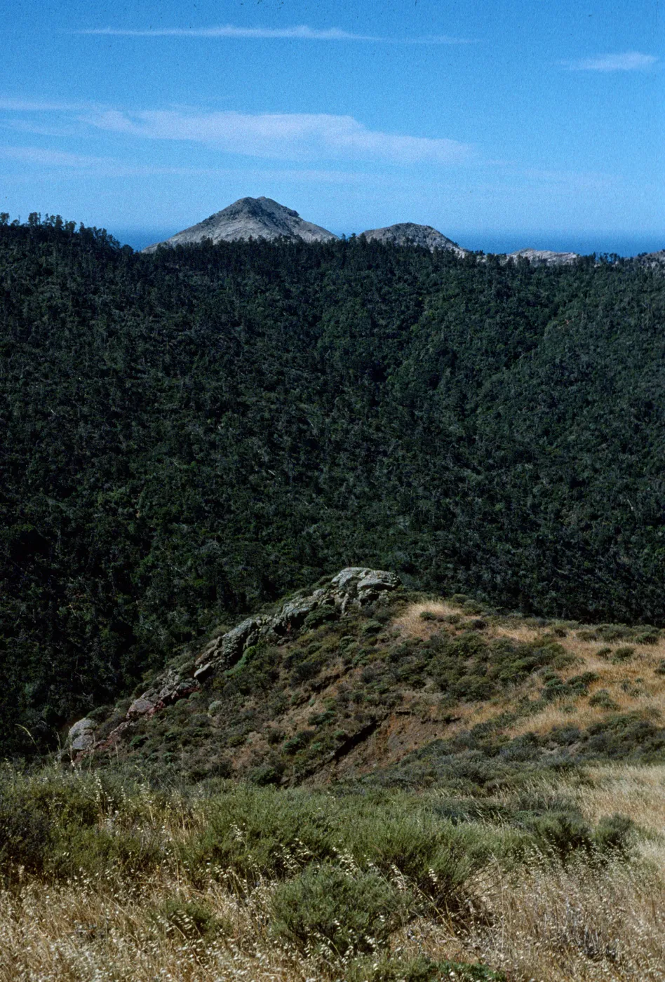 Christy Pines, Santa Cruz Island