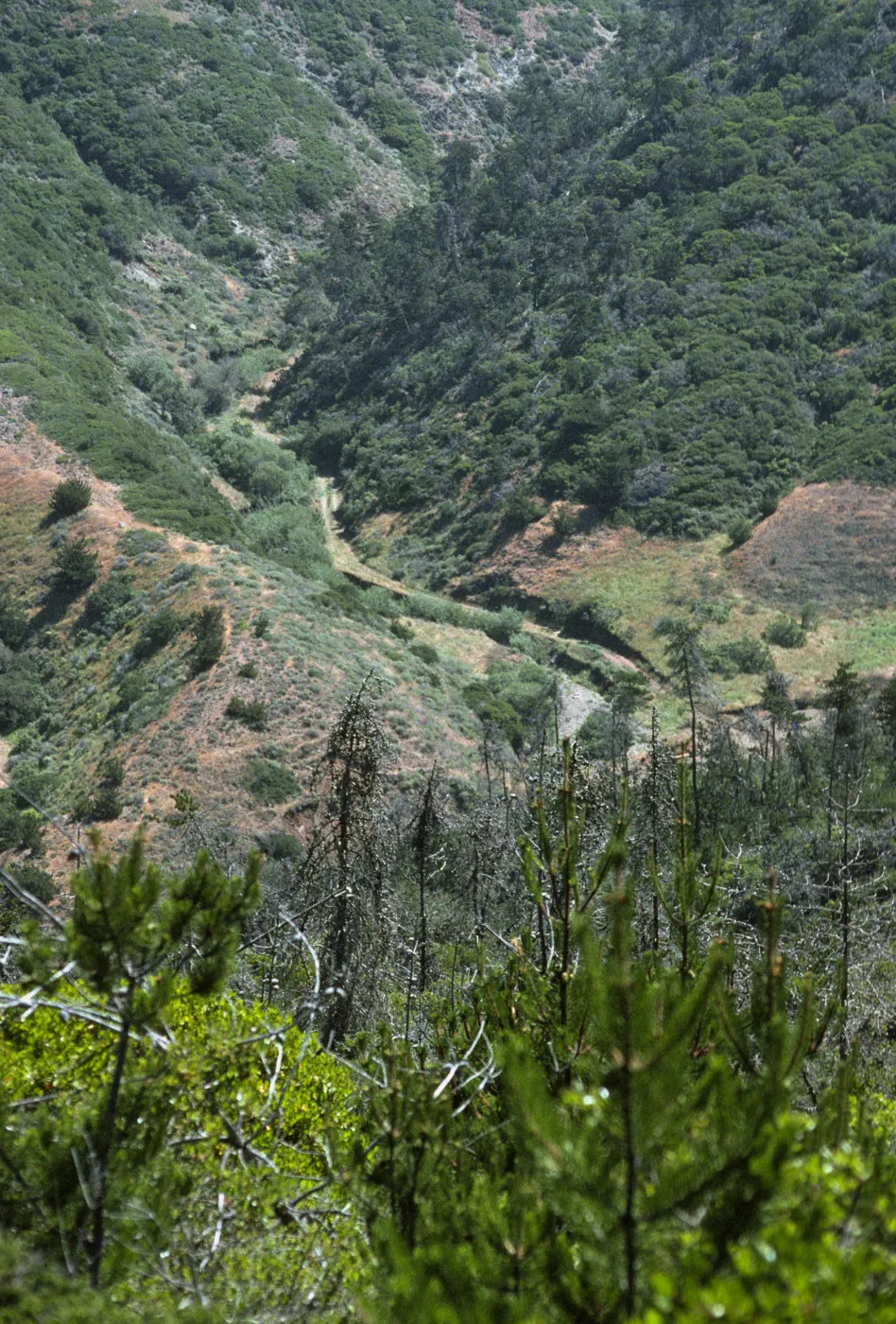 Campo Raton, Santa Cruz Island