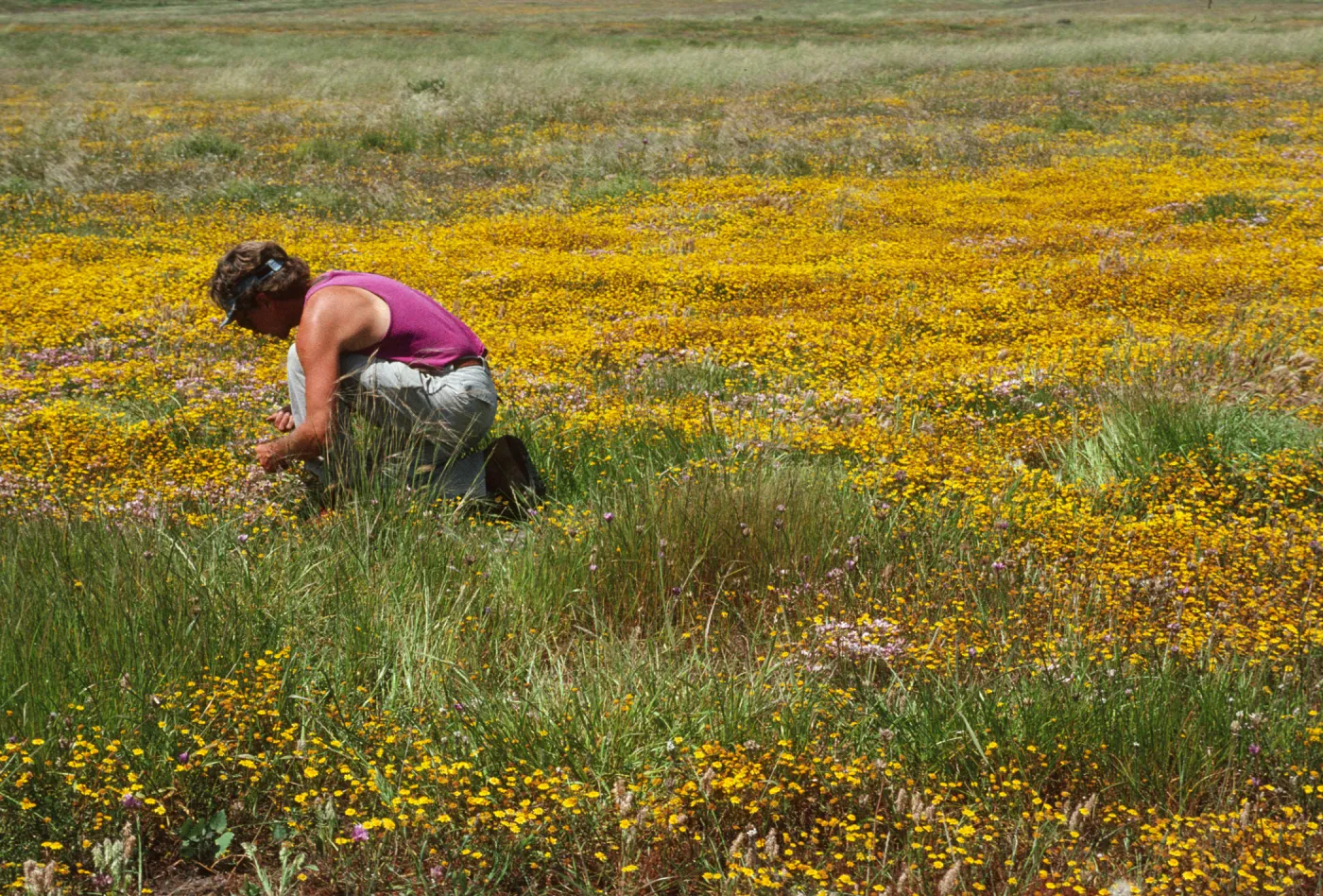 Steve Junak, collecting Allium on Santa Cruz Island