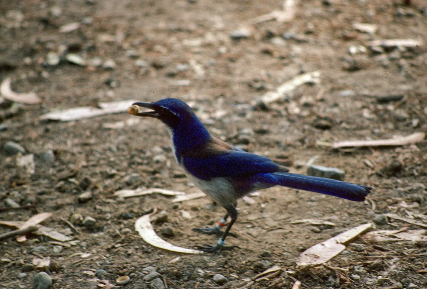 Santa Cruz Island scrub jay