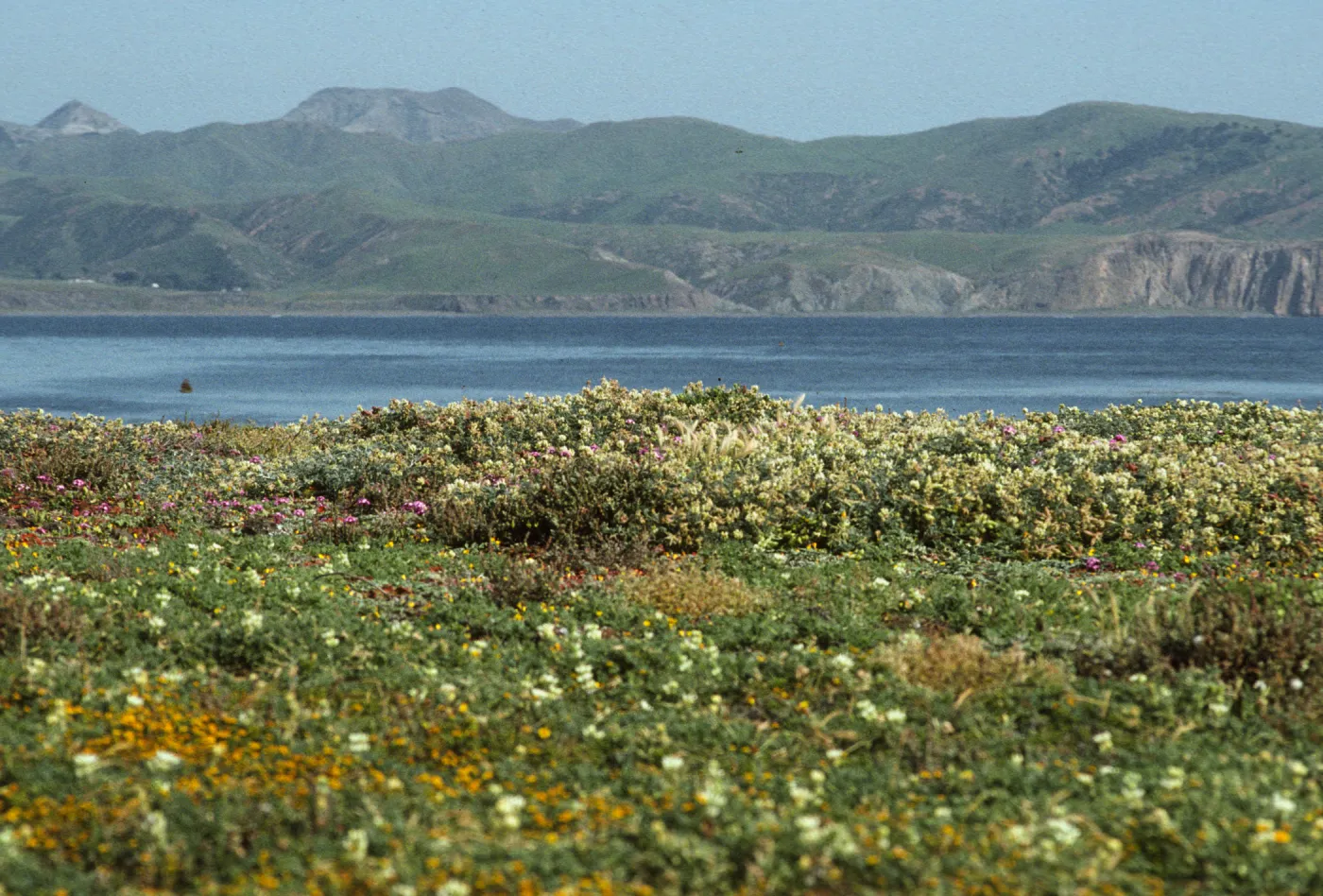 Fraser Point, Santa Cruz Island