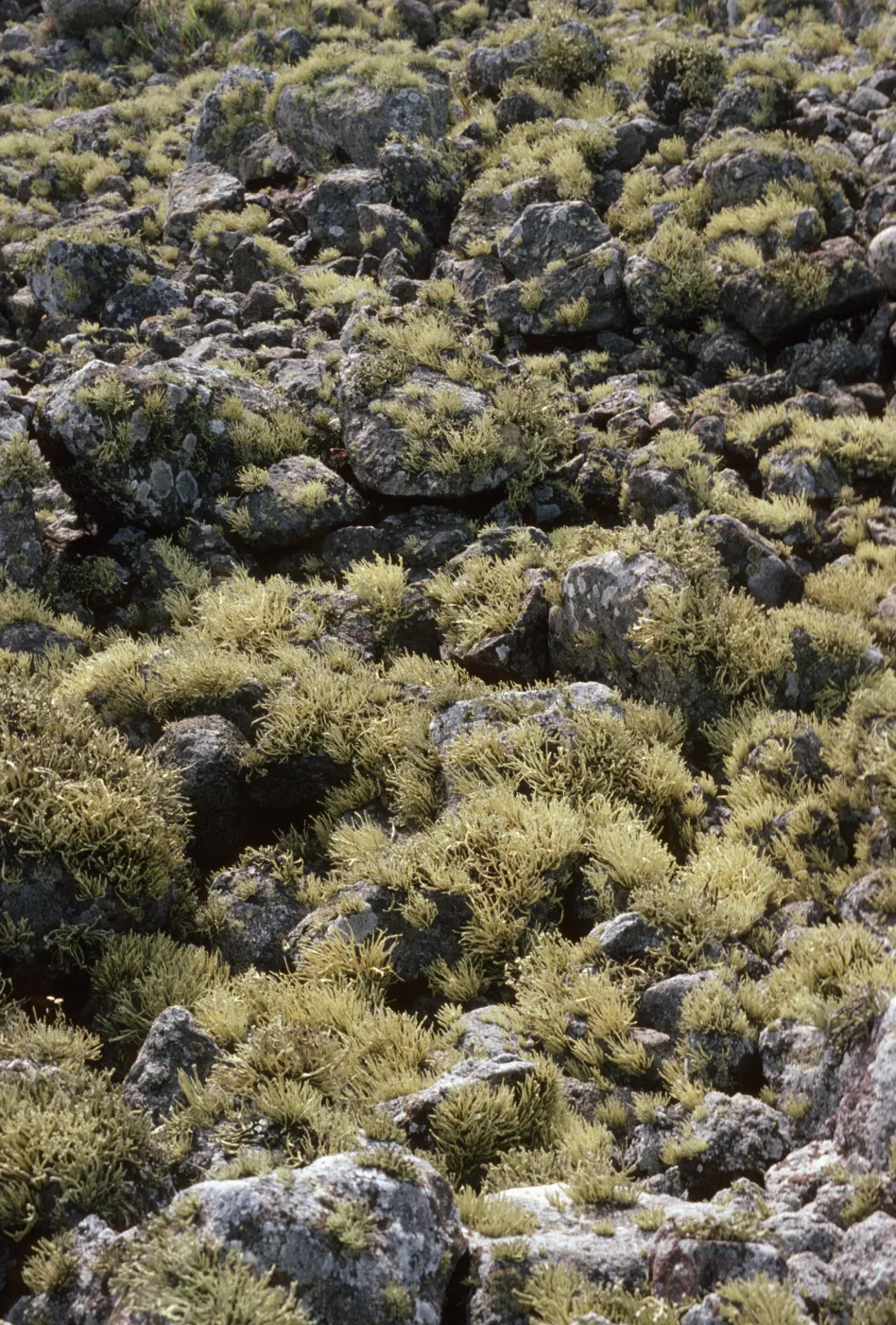 Lichens on historic rock pier, Forney Cove, Santa Cruz Island