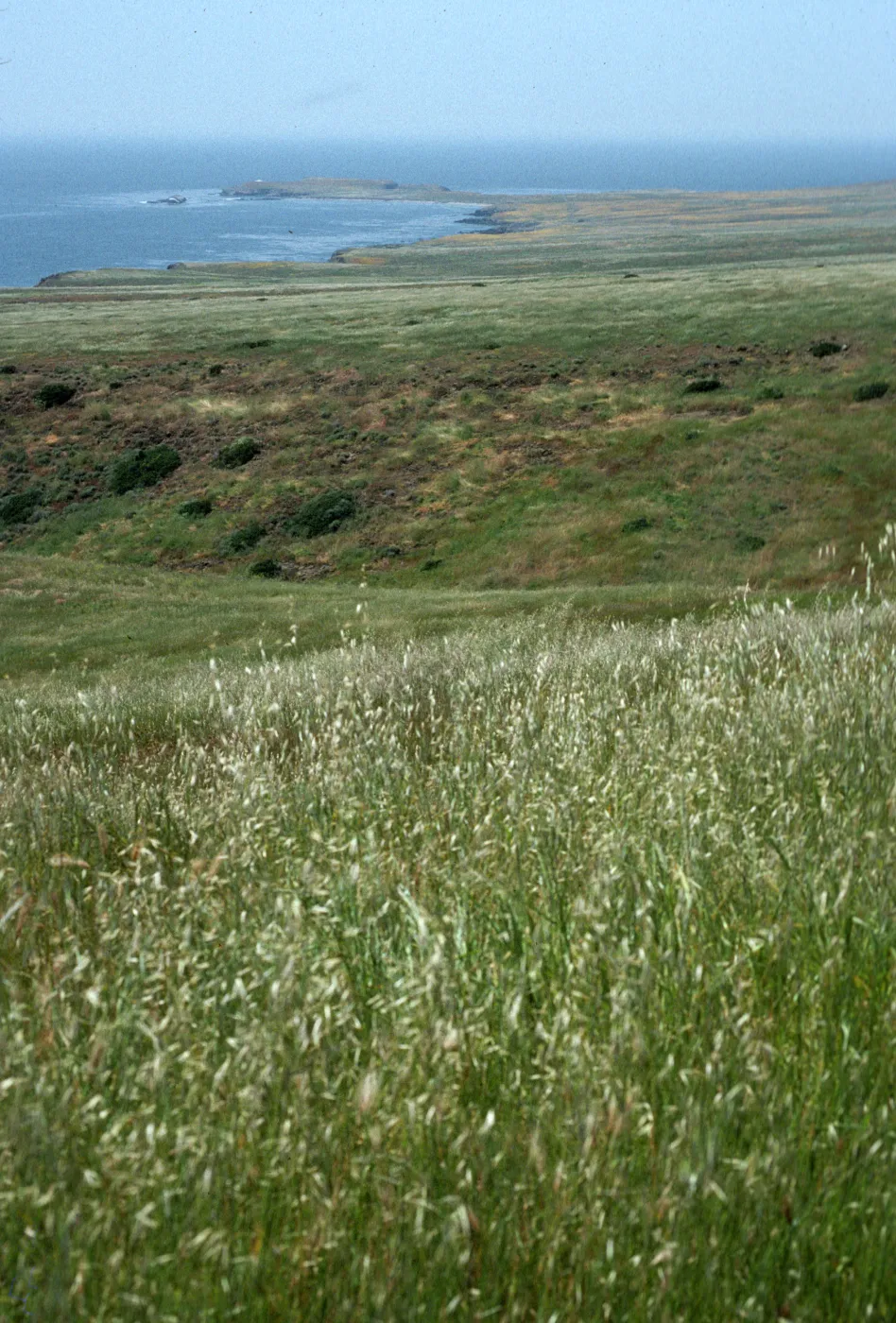 Fraser Point, Santa Cruz Island