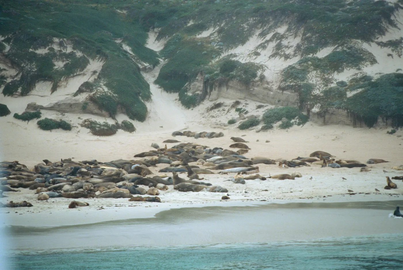 Elephant Seals, San Miguel Island