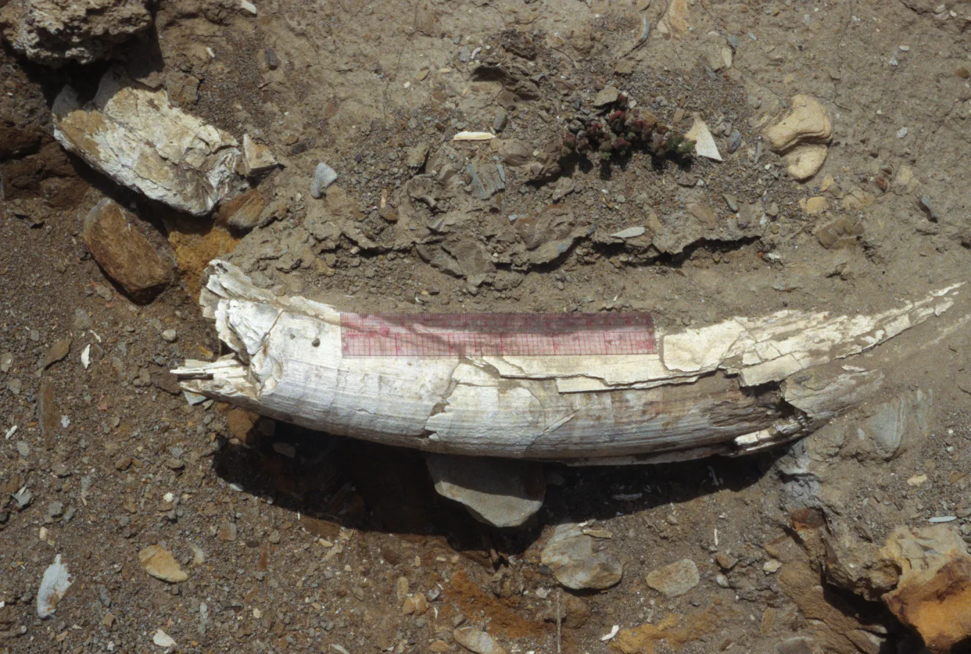 Mammoth Tusk , Tecolote Canyon, Santa Rosa Island