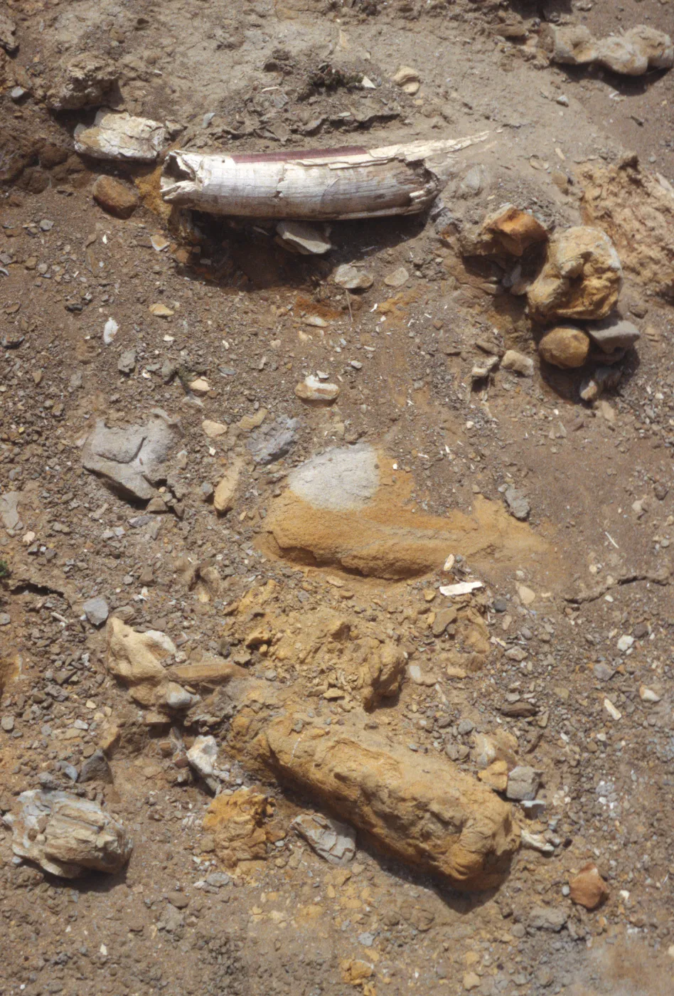 Mammoth tusk, Santa Rosa Island