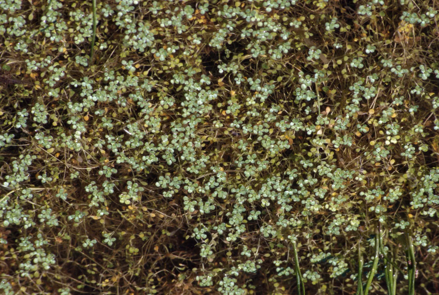 Callitriche