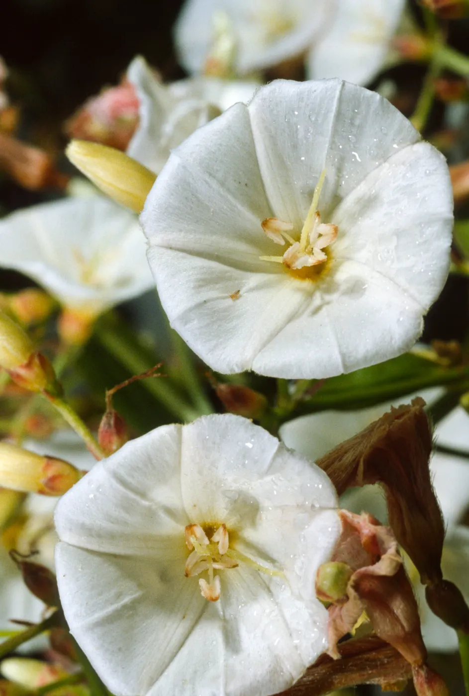 bindweed, Convolvulus arvensis