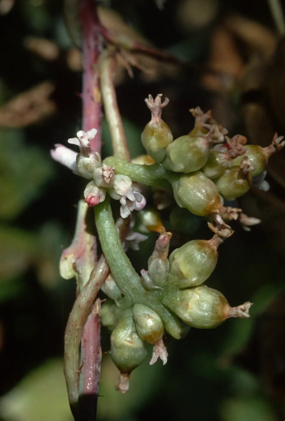 Cuscuta
