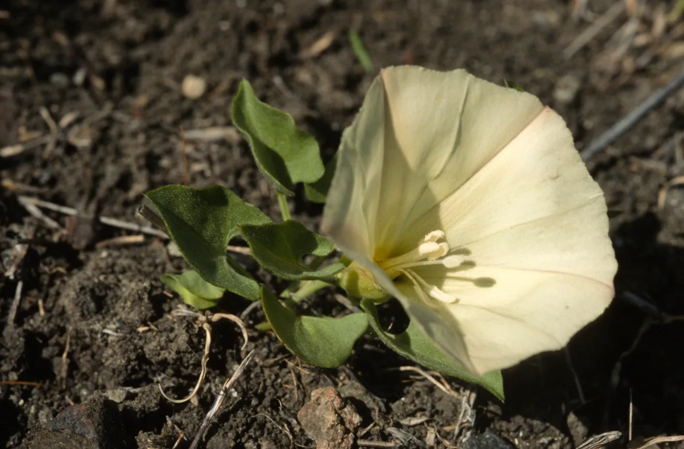 Calystegia subacaulis ssp. episcopalis