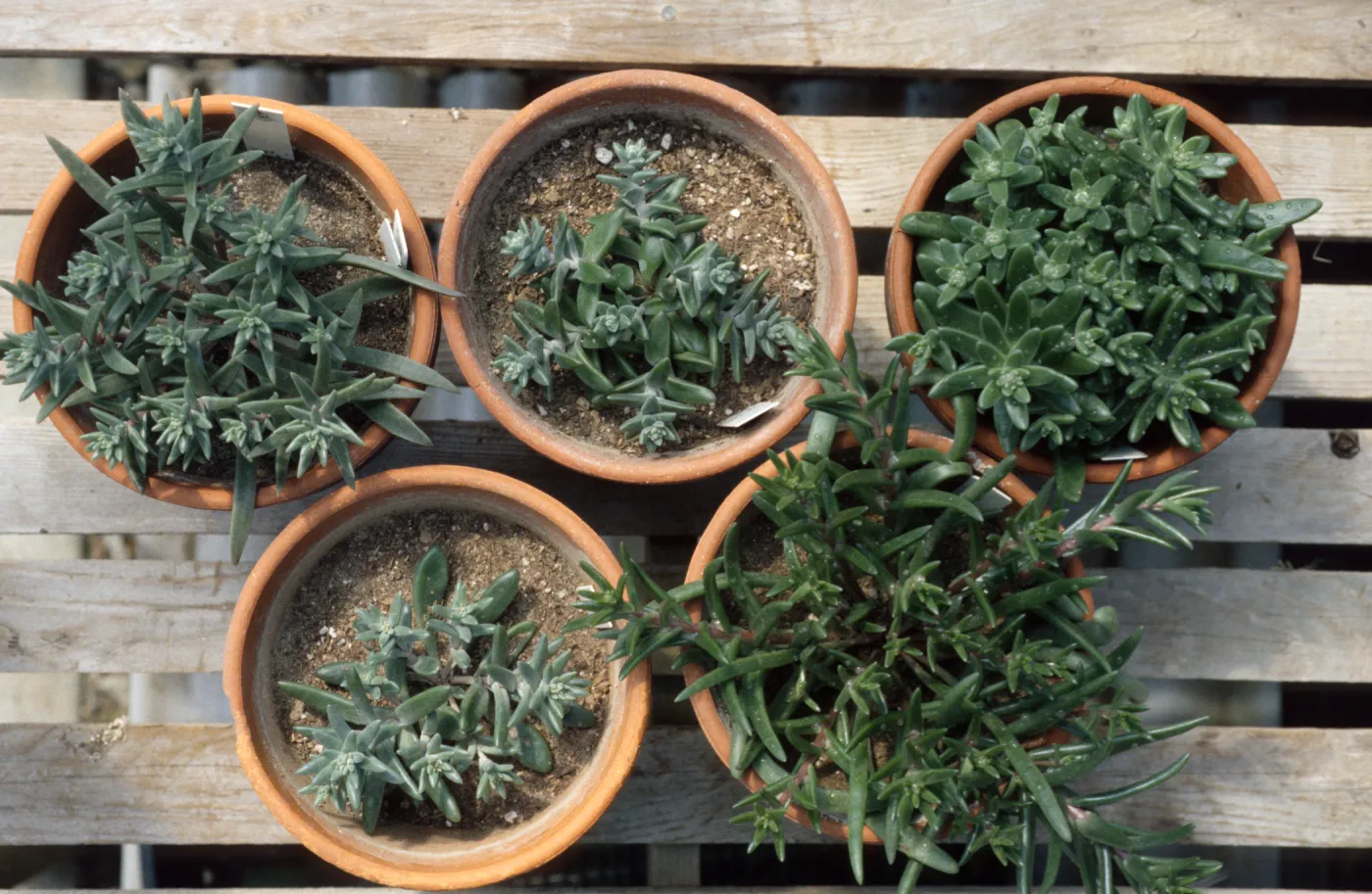 Dudleya nesiotica in clay pots, SBBG CPC plants, conservation