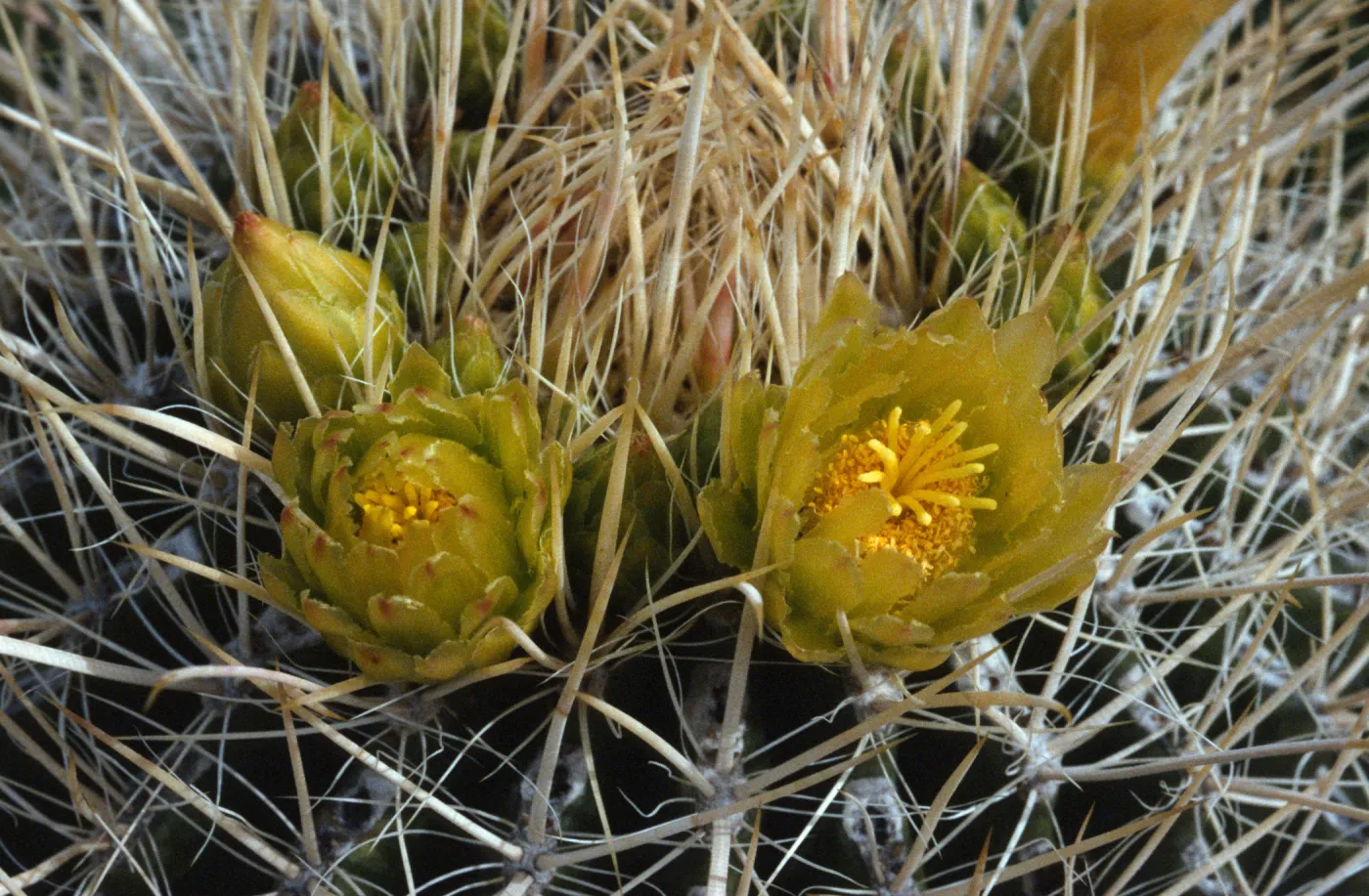 Ferocactus viridescens