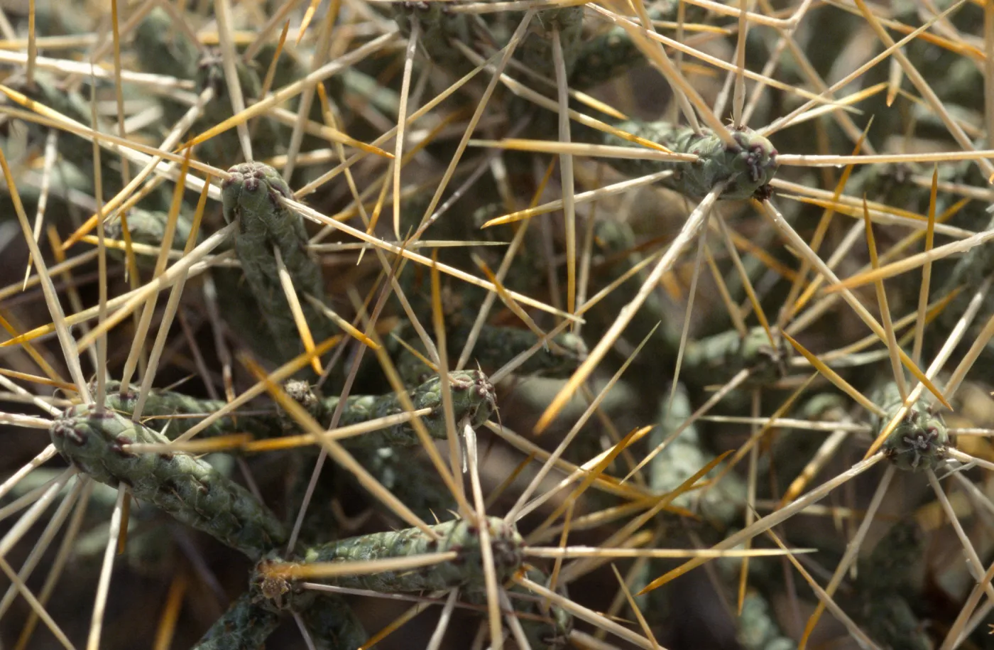 Cylindropuntia ramossissima