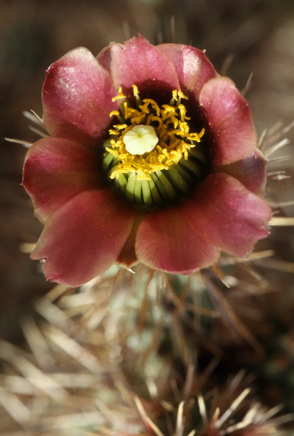 Cylindropuntia prolifera, thigma-trophic stamens