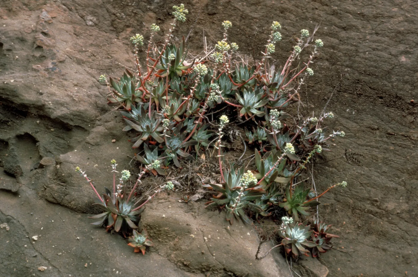 Dudleya greenei