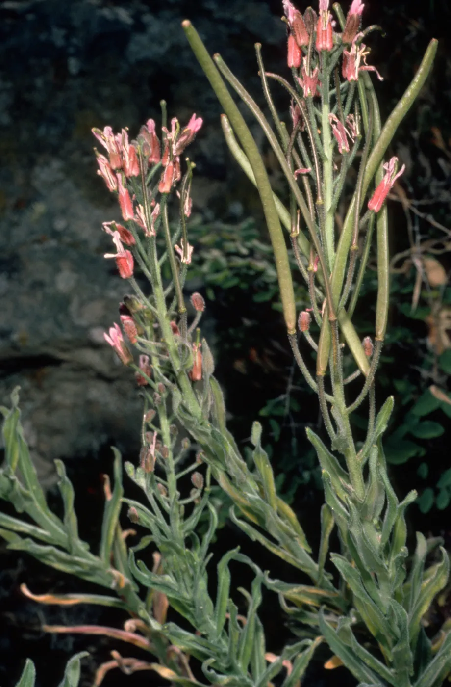 Arabis hoffmannii 