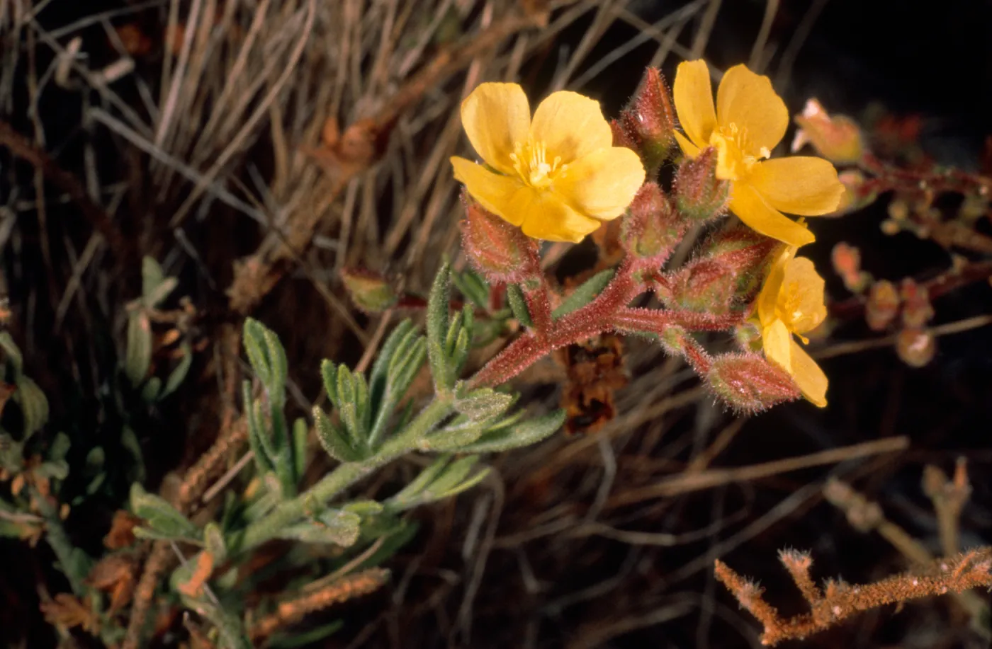 Helianthemum greenei