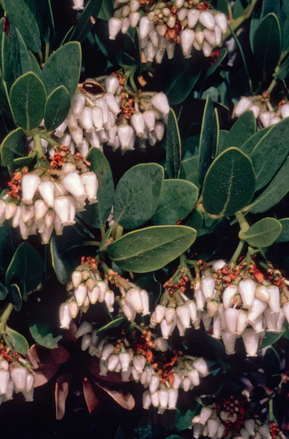 Arctostaphylos insularis