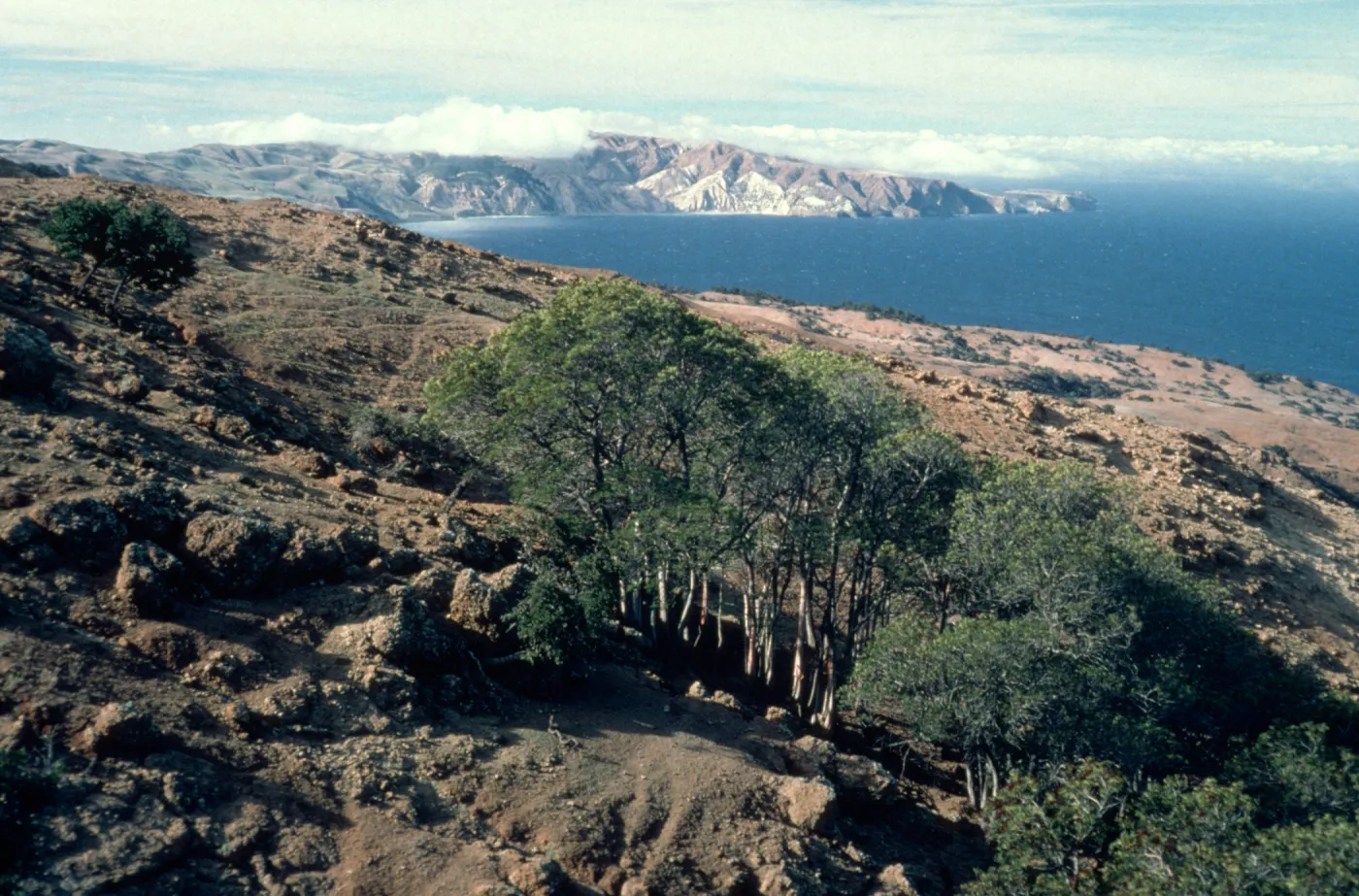 Small grove of Lyonothamnus on Santa Cruz Island
