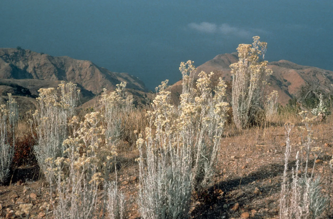 Santa Cruz Island
