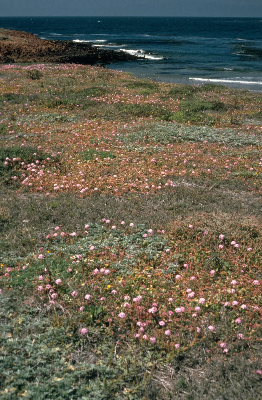 Santa Cruz Island