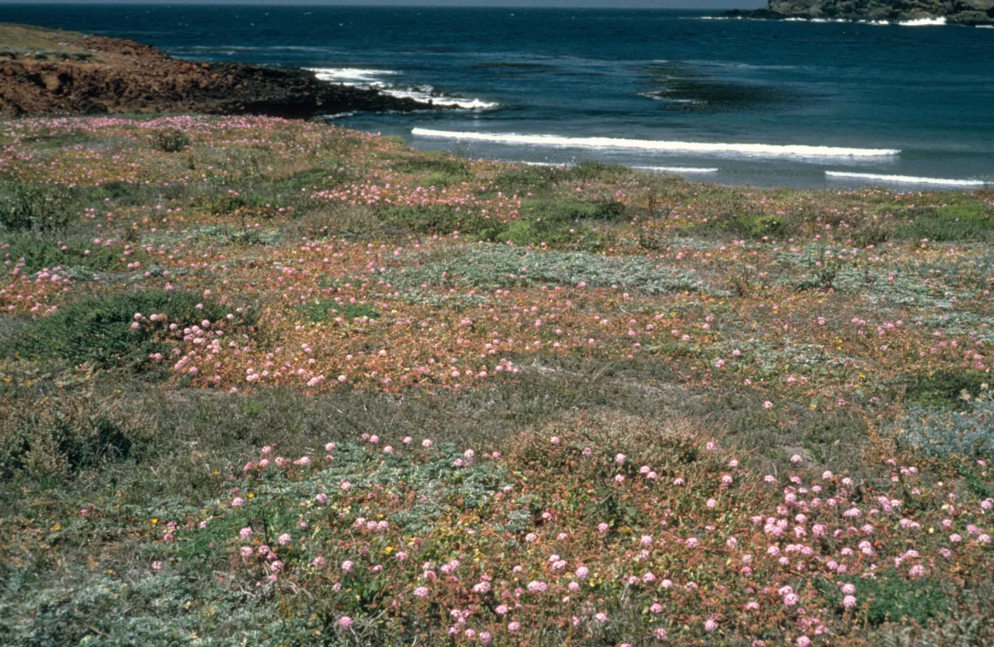 Santa Cruz Island