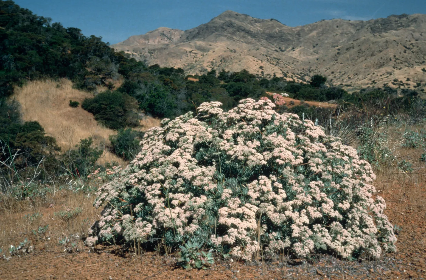 Eriogonum arborescens, Santa Cruz island
