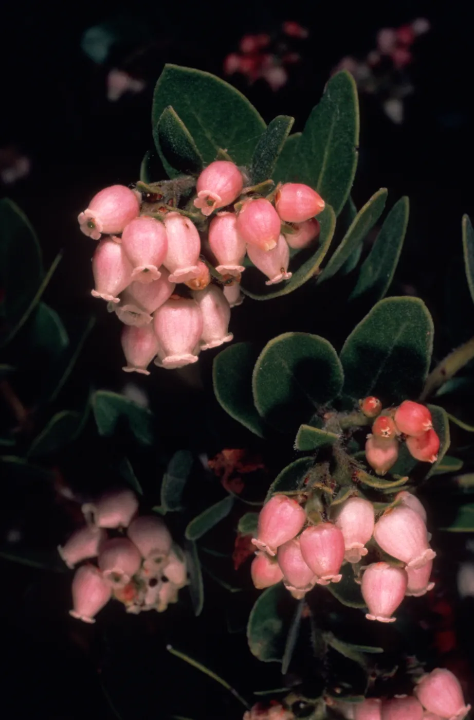 Arctostaphylos, flower close-up