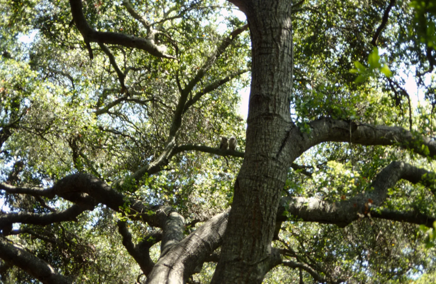 two owls in the Garden (Coastal Live Oak)
