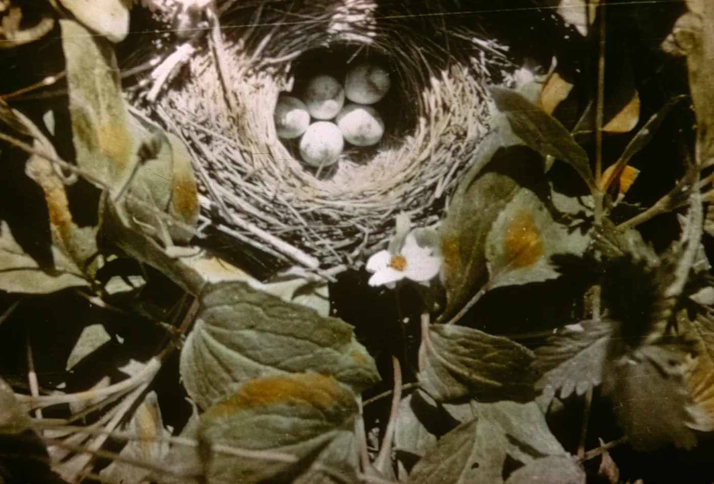 Fragaria platypetala, Sierra Nevada White Winged Sparrow nest with eggs