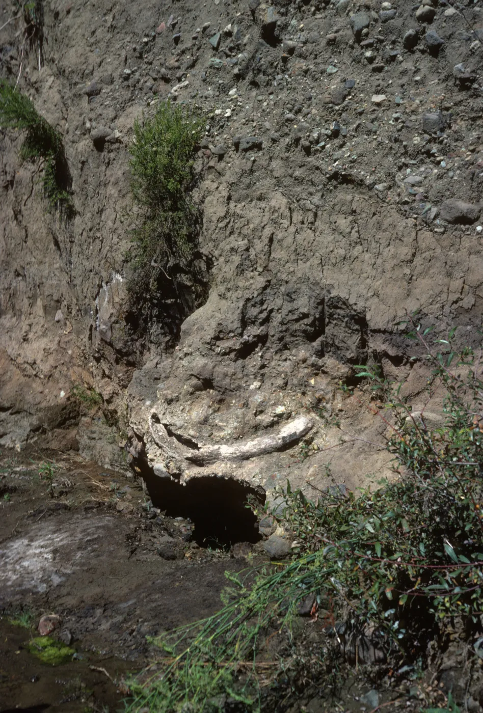 fossil, Mammoth tusk, upstream from Christy ranch, Santa Cruz Island