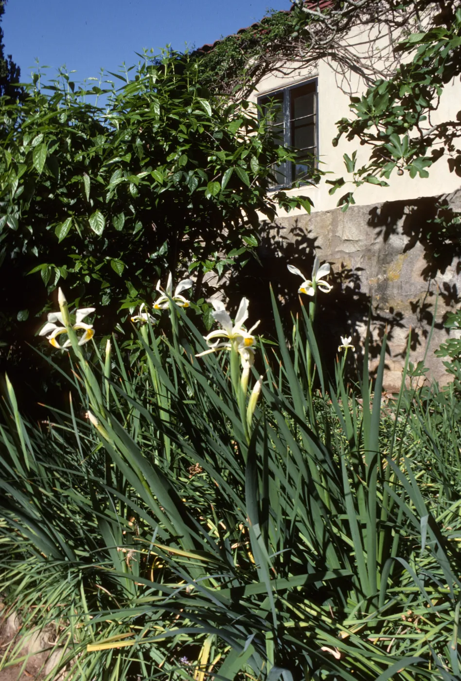 Iris at De Forest Home