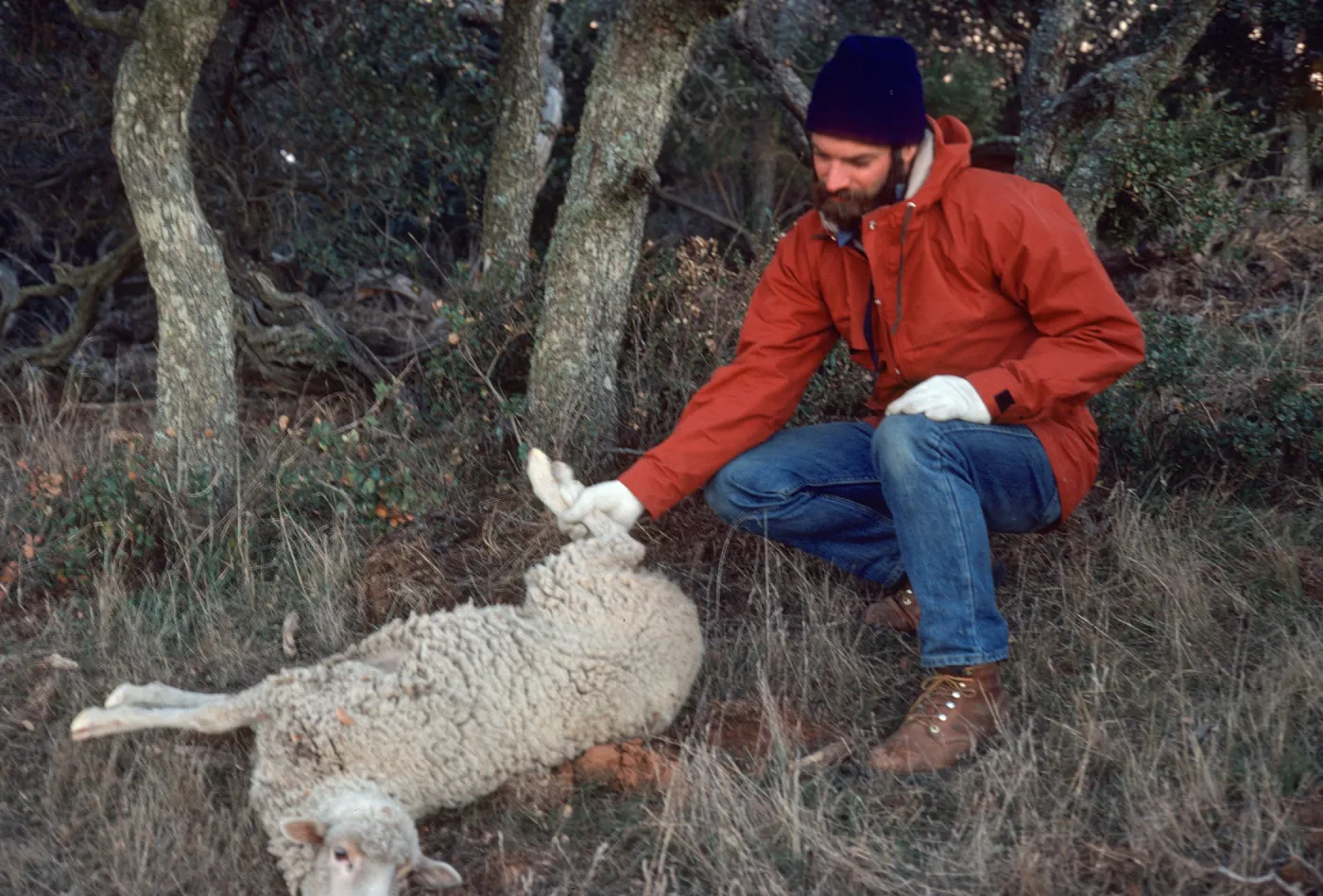 SBBG People - In the Field, dead sheep