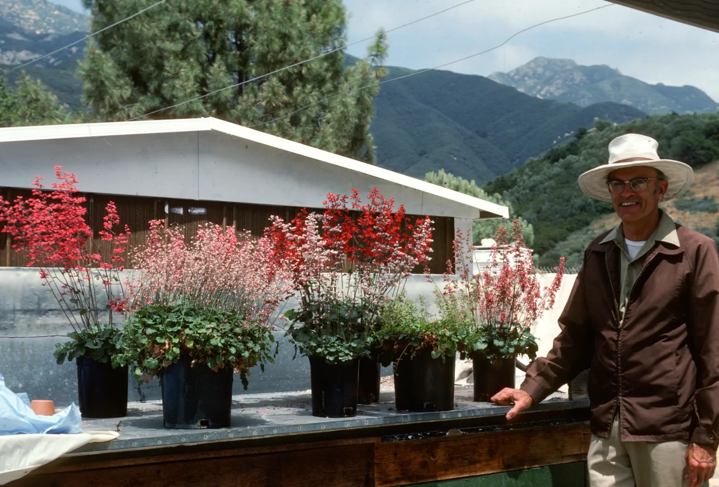 Dara Emery with SBBG Heuchera cultivars