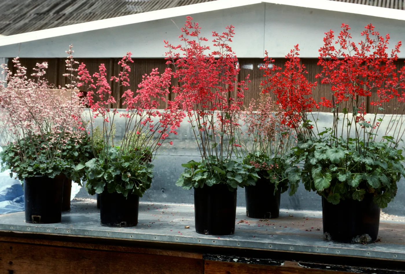 SBBG Heuchera cultivars