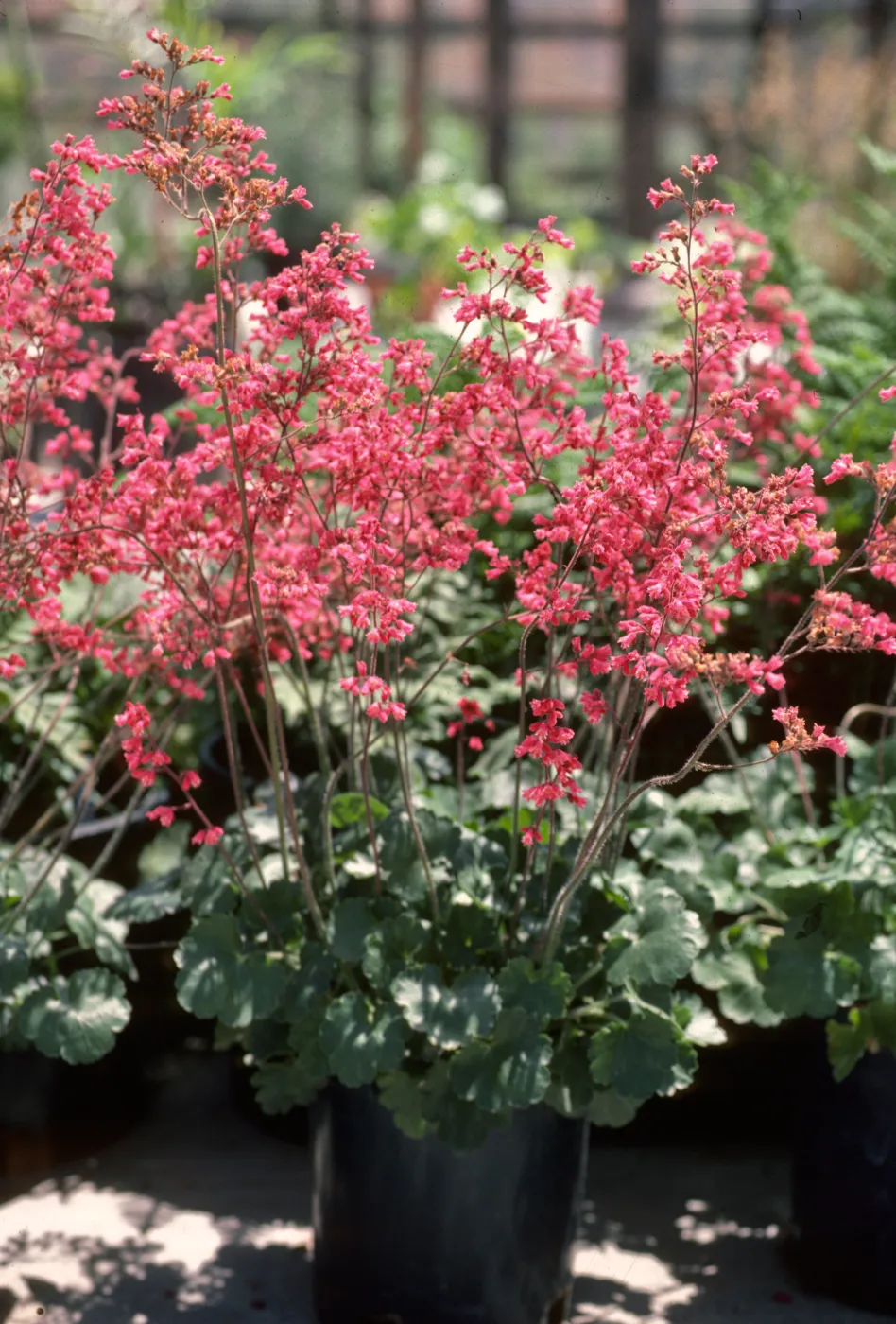 SBBG Heuchera cultivars