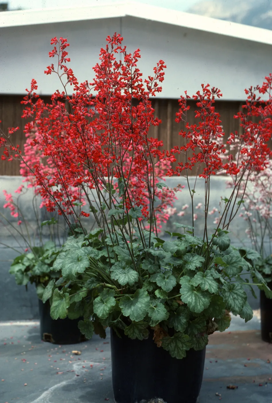 SBBG Heuchera cultivars