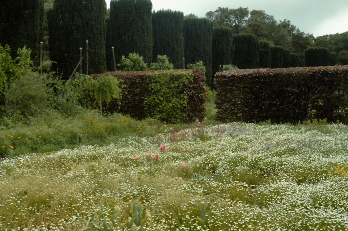 San Francisco Peninsula Trip with Mary Carroll and Lila Burgess