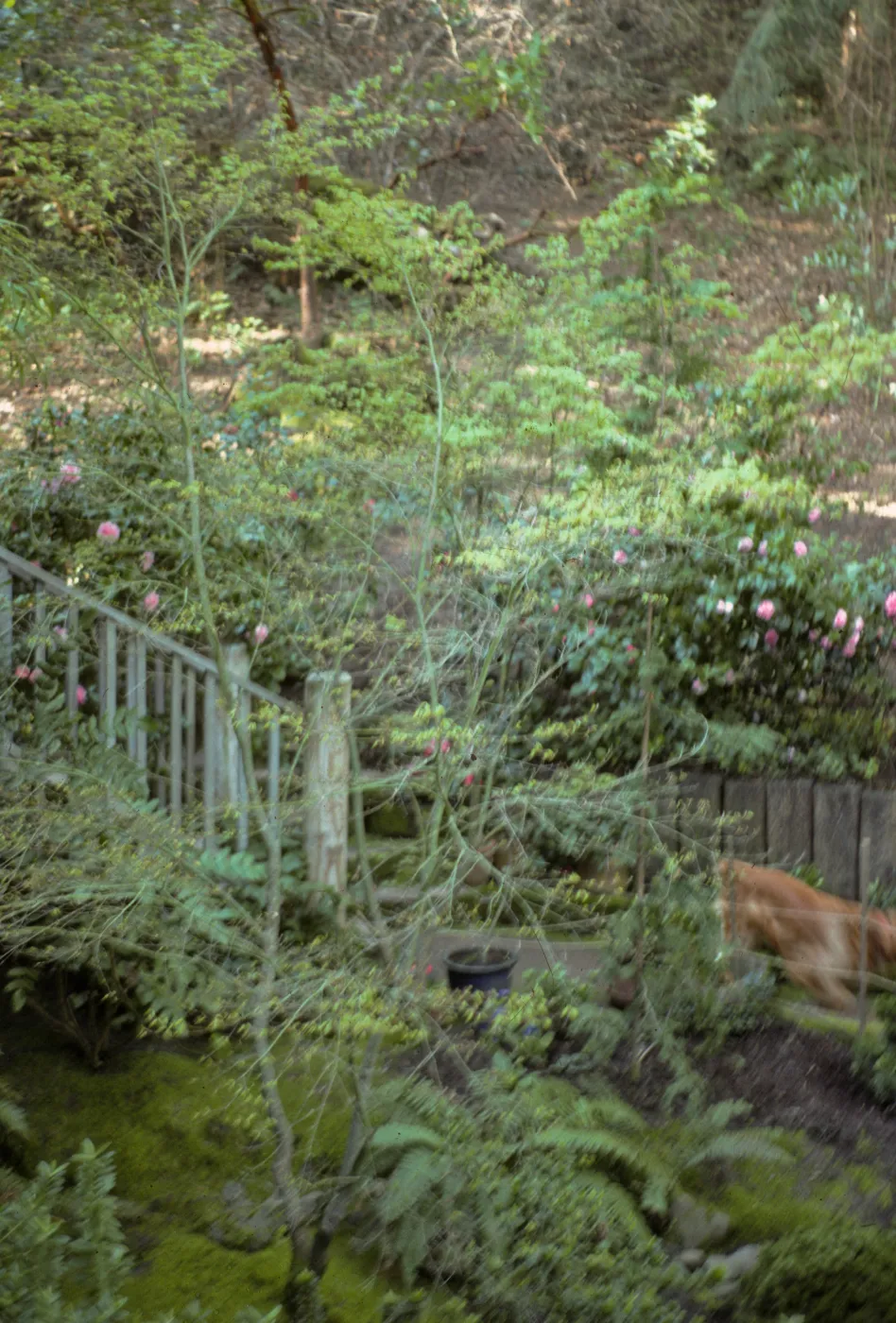 San Francisco Peninsula Trip with Mary Carroll and Lila Burgess