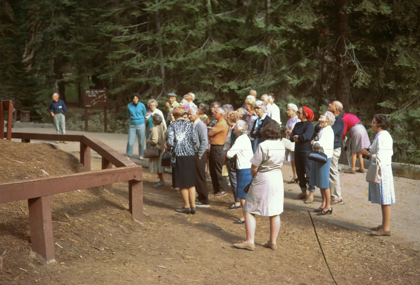 Bus trip, Sequoia NP, Grant Tree