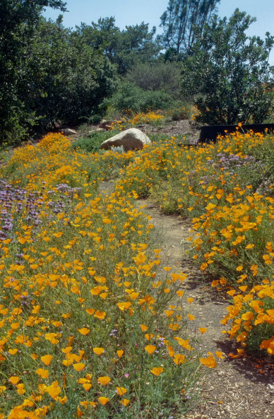 Wildflower Festival 1995, Porter Trail with poppies in bloom