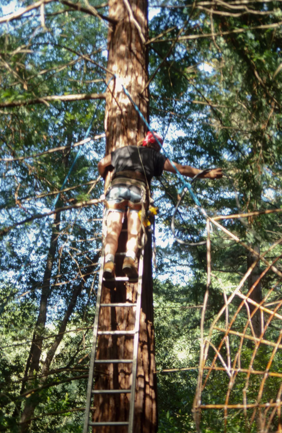 Big Bugs Spider Installation