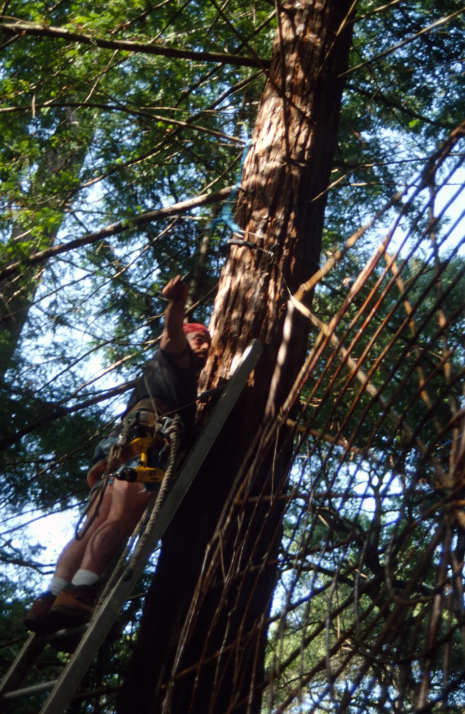 Big Bugs Spider Installation