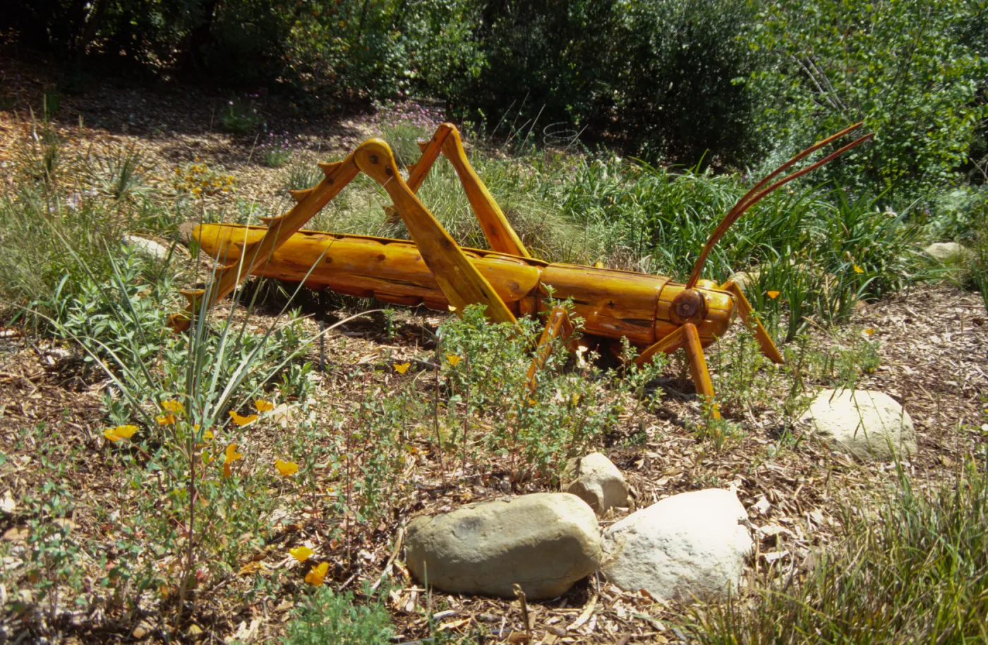 Big Bugs Grasshopper