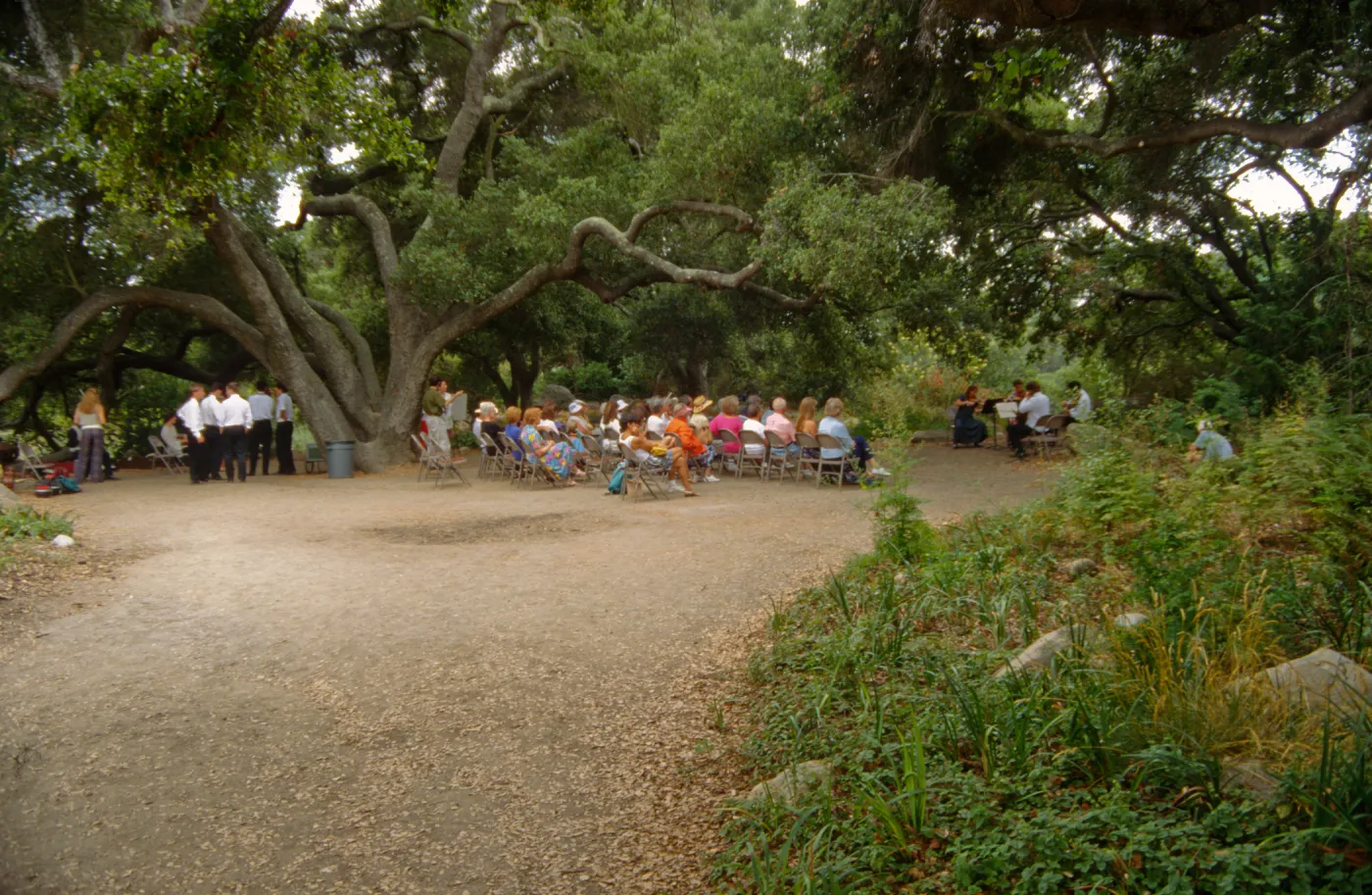 Music Academy of the West Concert, under the Meadow Oaks (Coastal Live Oak)