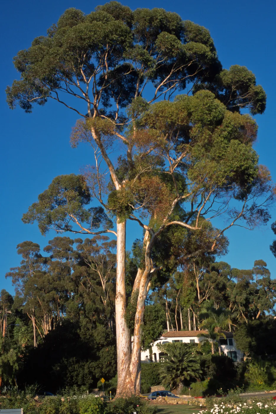 Eucalyptus cladocalyx, Plaza Rubio