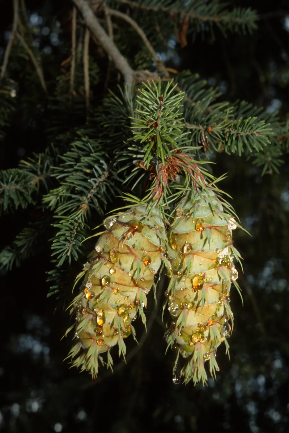Psuedotsuga macrocarpa, SBBG
