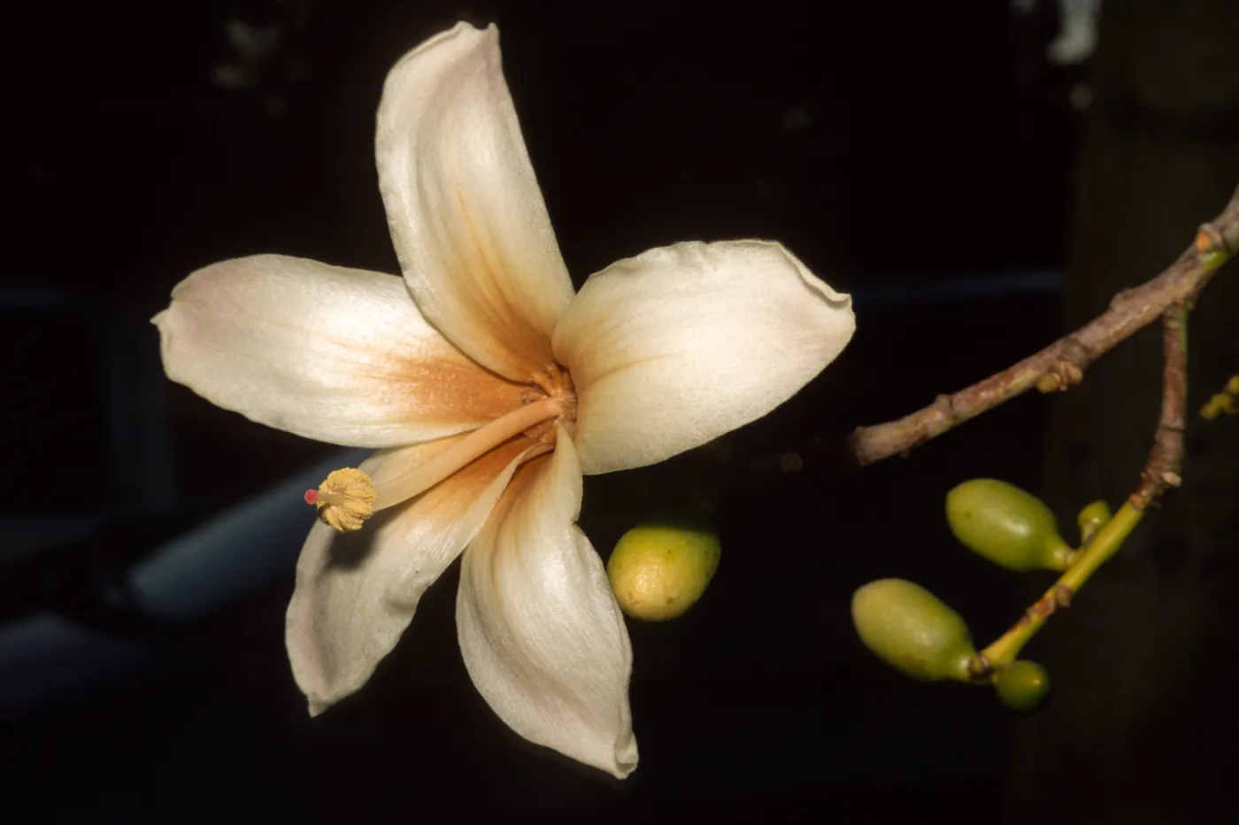 Ceiba insignis, Santa Barbara Zoo