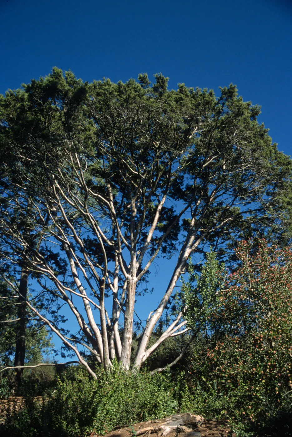 Cupressus guadalupensis var. forbesii